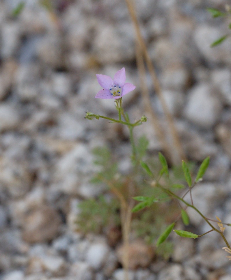 Saltugilia photo 4