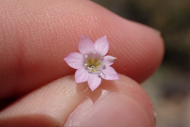 Saltugilia photo 6