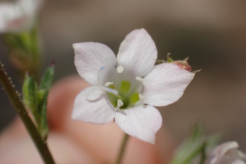 Saltugilia photo 7