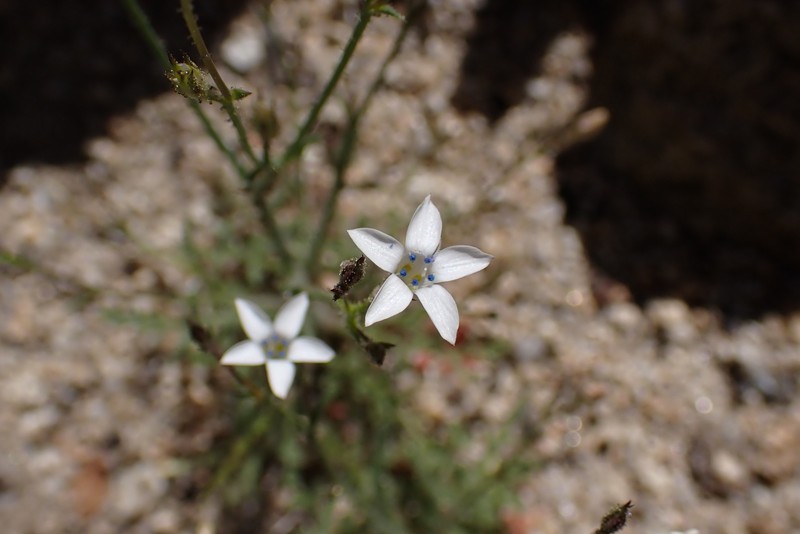 Saltugilia photo 8