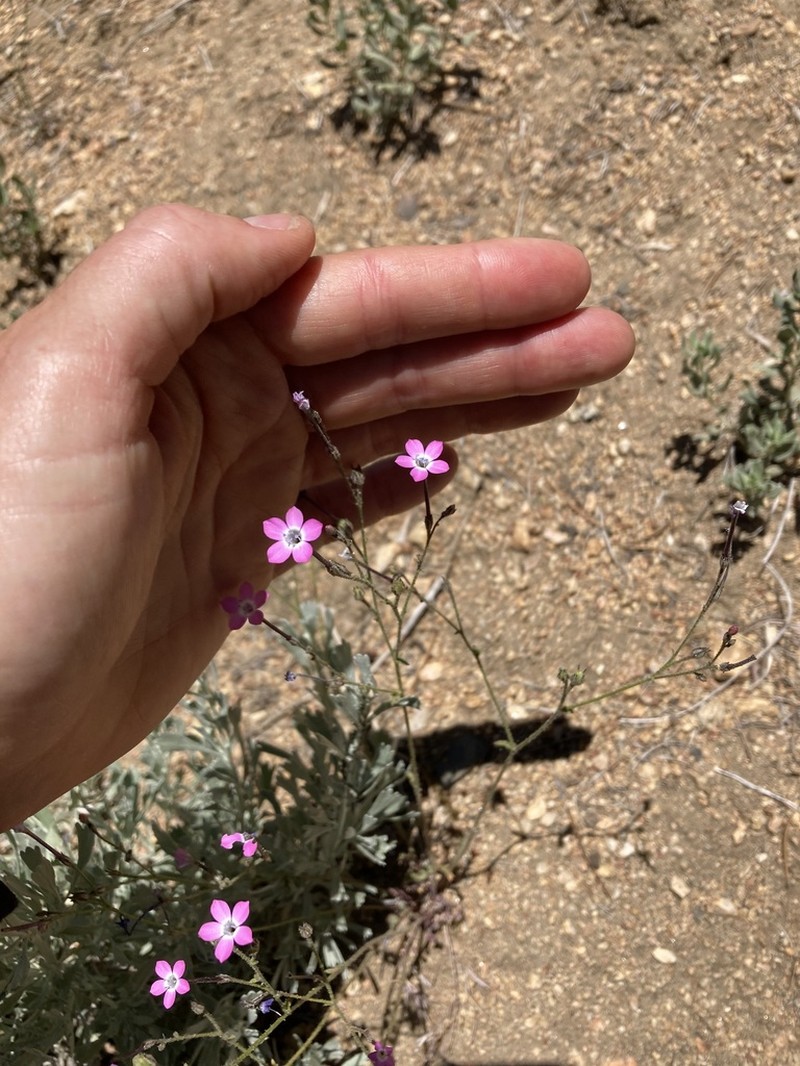 Fineflower Gilia