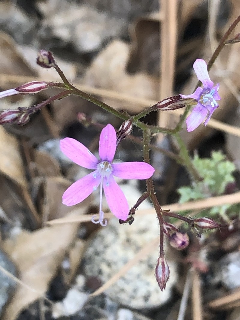 Fineflower Gilia photo 2