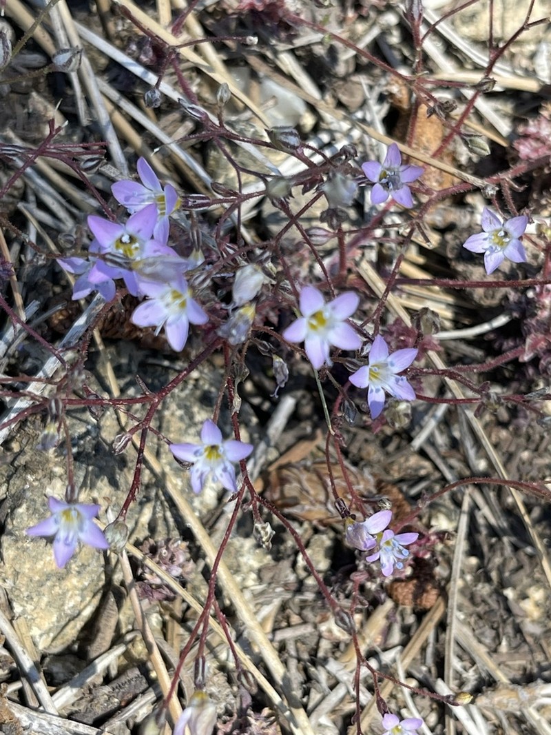 Fineflower Gilia photo 3