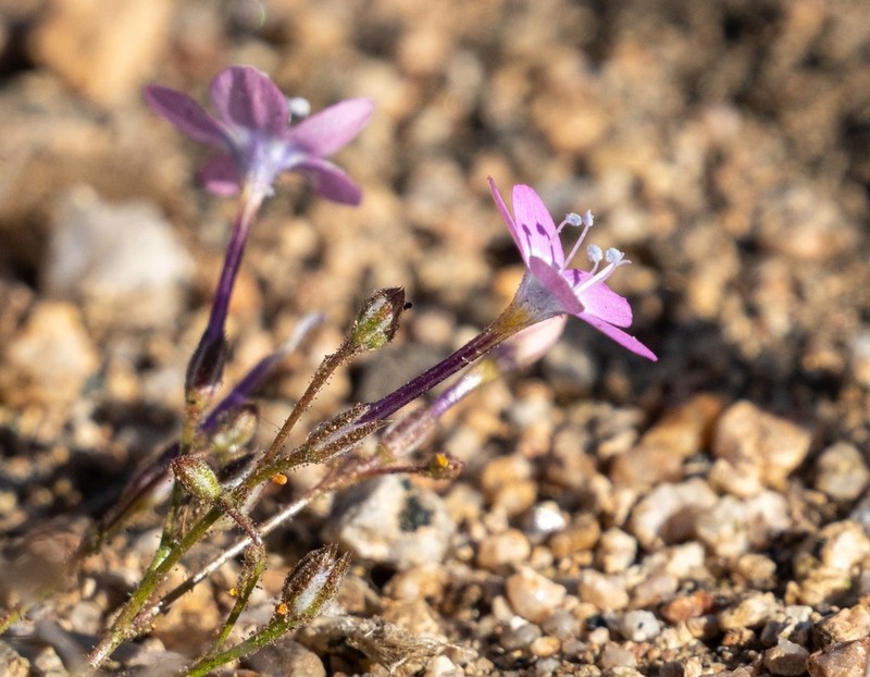 Fineflower Gilia photo 4