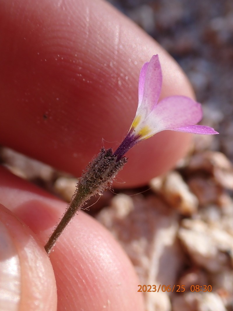 Fineflower Gilia photo 5