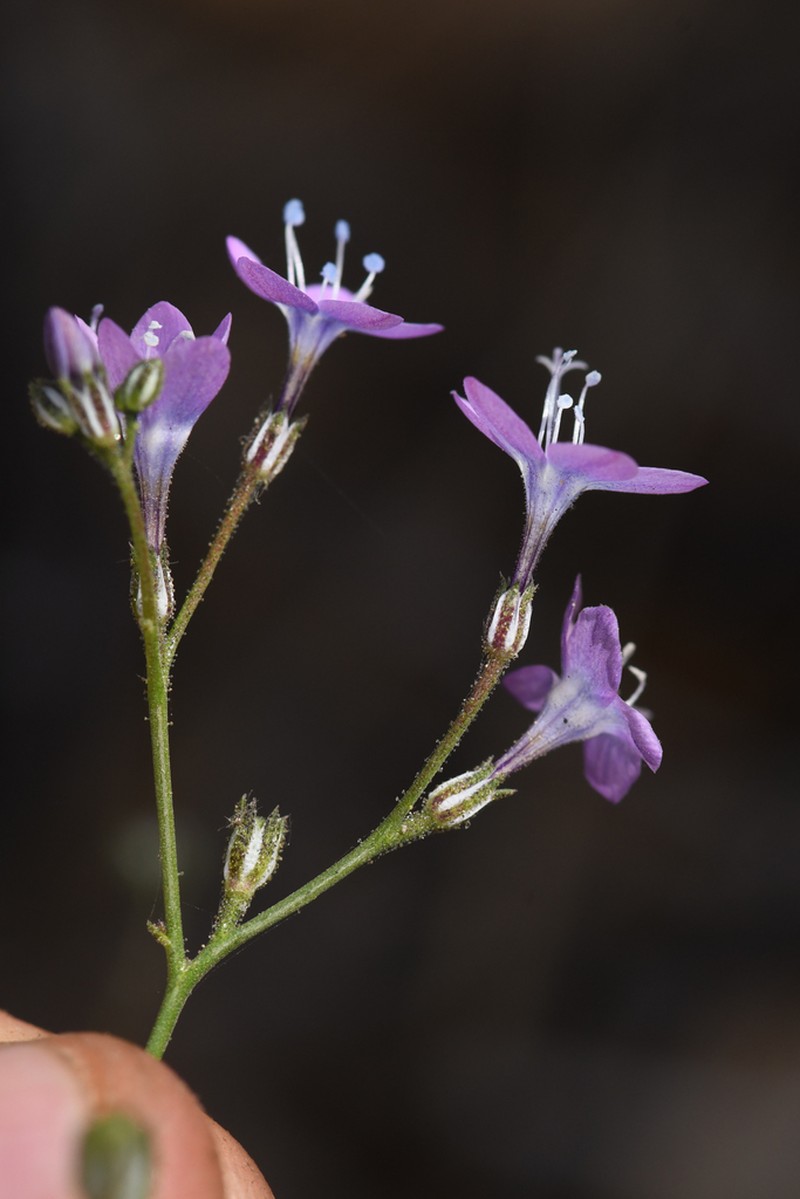 Fineflower Gilia photo 6