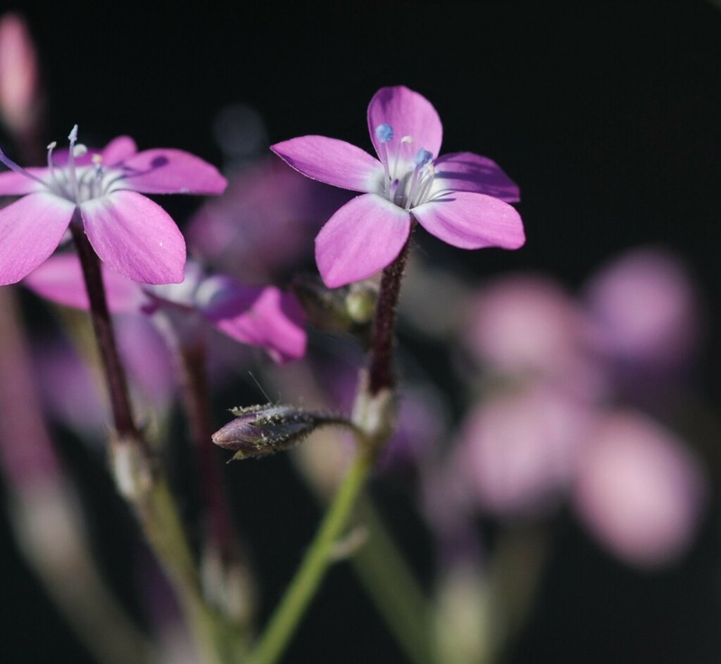 Fineflower Gilia photo 7