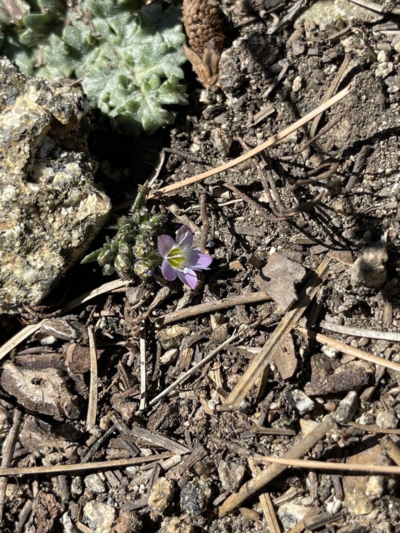 Fineflower Gilia photo 8