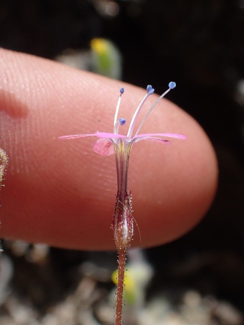 Gilia leptantha subsp. leptantha