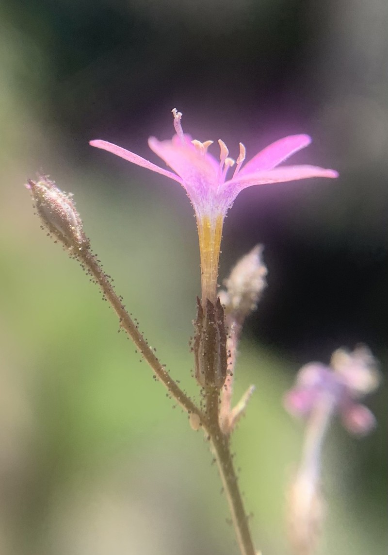 Gilia leptantha subsp. leptantha photo 2