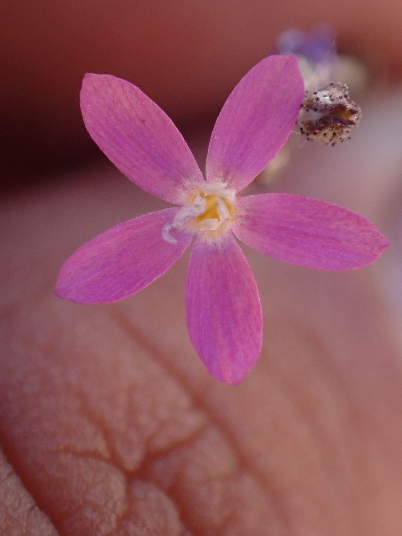 Gilia leptantha subsp. leptantha photo 3