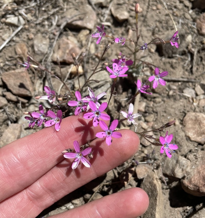Gilia leptantha subsp. leptantha photo 4
