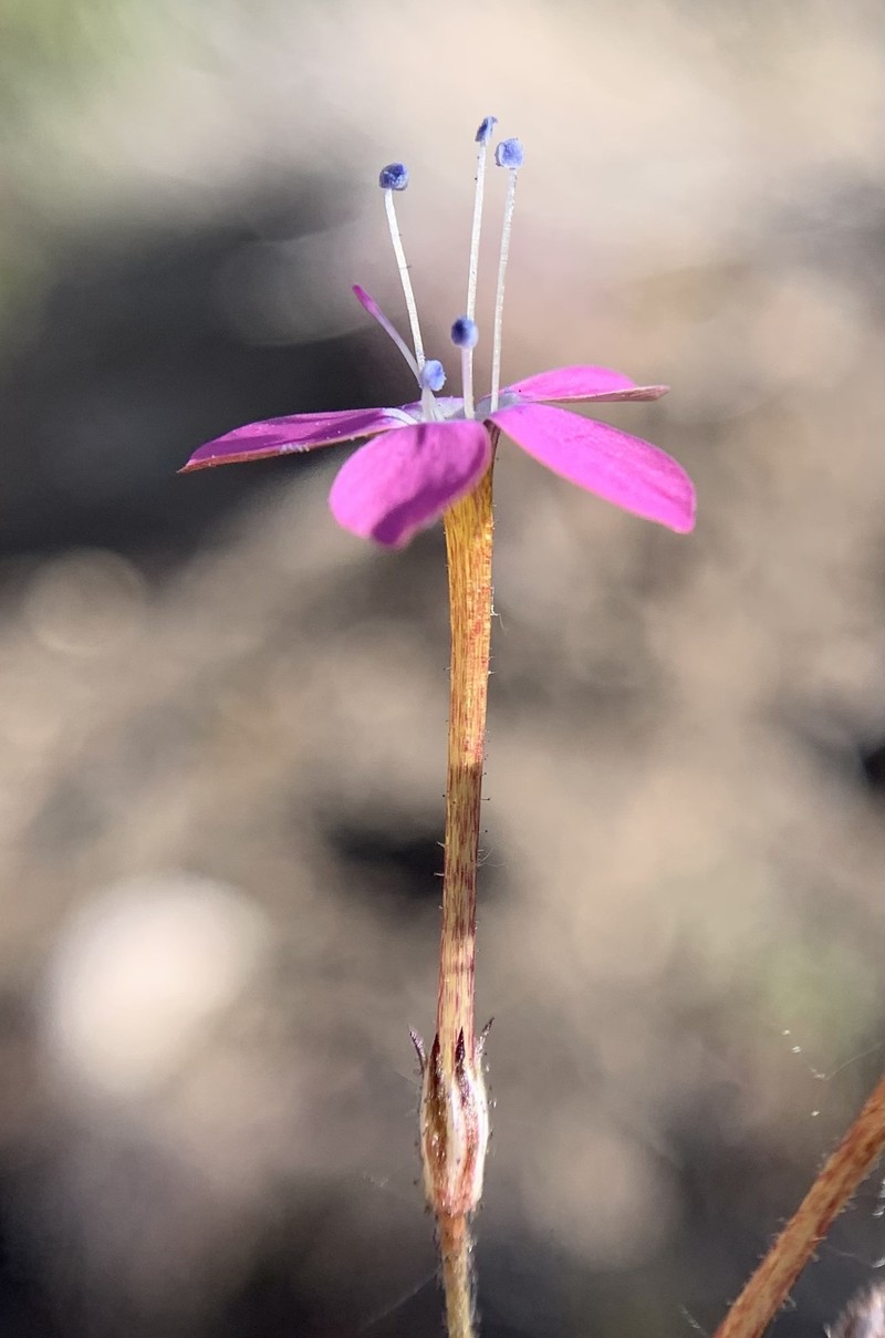 Gilia leptantha subsp. leptantha photo 5
