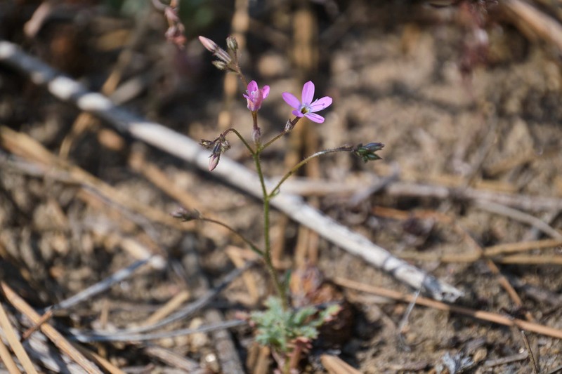 Gilia leptantha subsp. leptantha photo 6