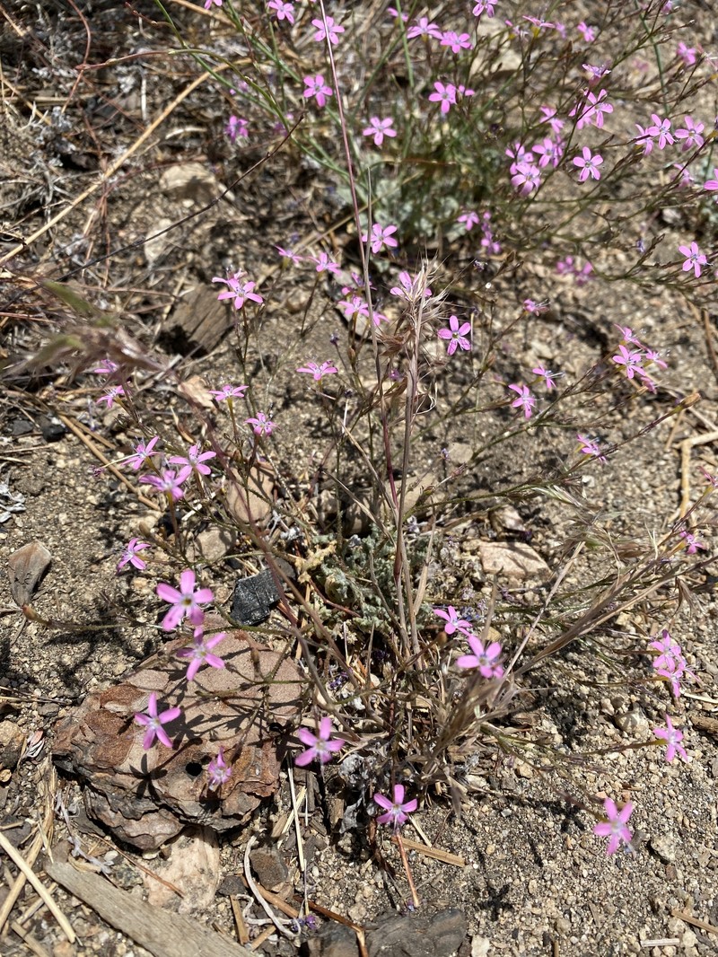 Gilia leptantha subsp. leptantha photo 7