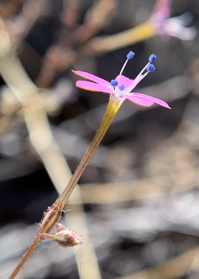 Gilia leptantha subsp. leptantha photo 8