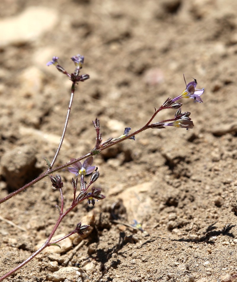 Gilia leptantha subsp. pinetorum