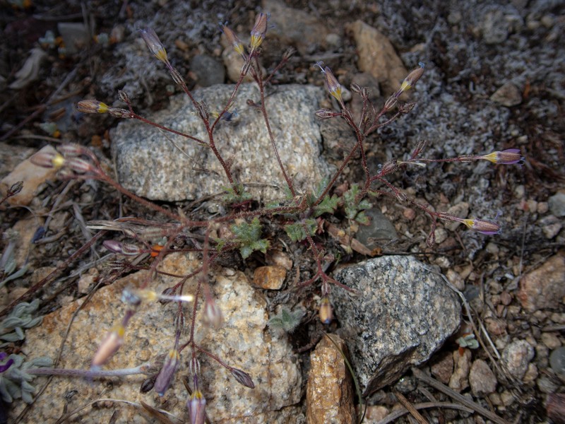 Gilia leptantha subsp. pinetorum photo 2