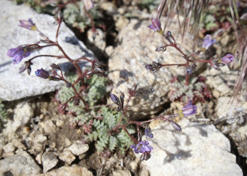 Gilia leptantha subsp. pinetorum photo 3