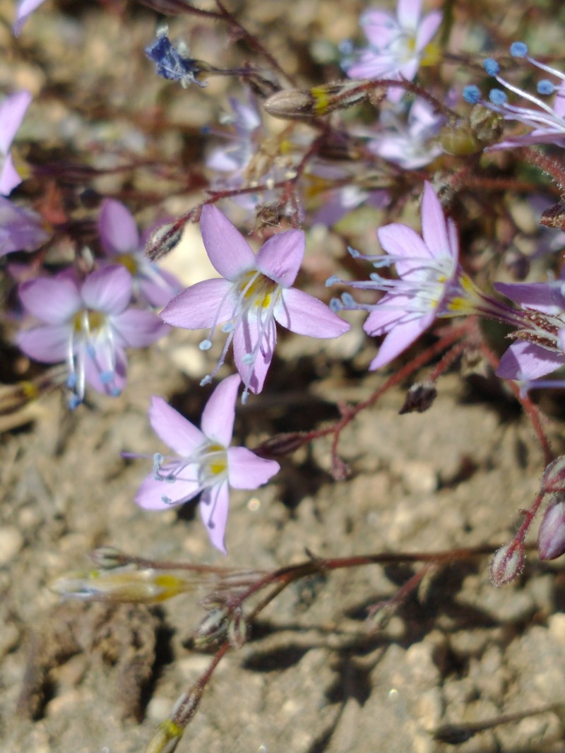 Gilia leptantha subsp. pinetorum photo 4