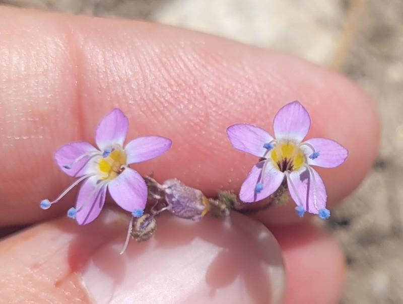 Gilia leptantha subsp. pinetorum photo 5
