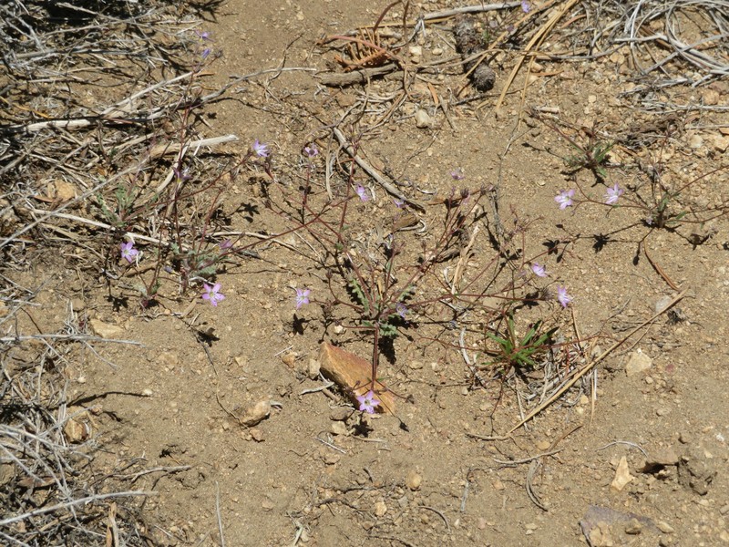 Gilia leptantha subsp. pinetorum photo 6