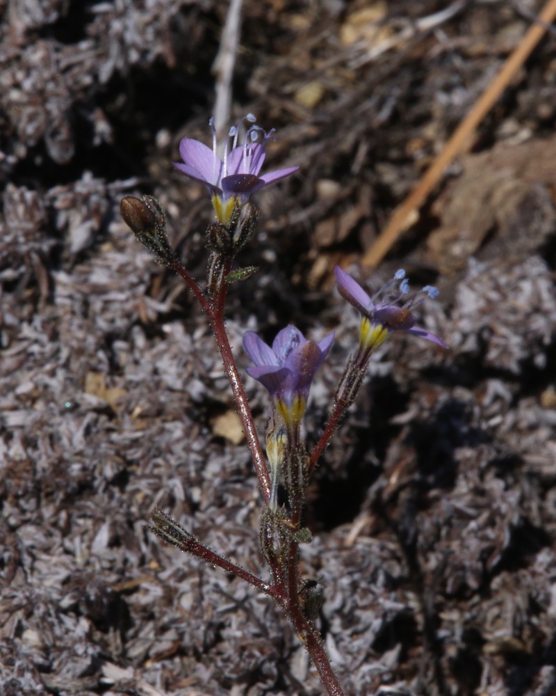 Gilia leptantha subsp. pinetorum photo 7