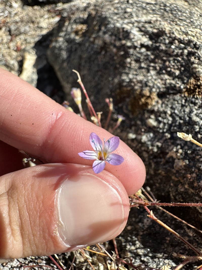 Gilia leptantha subsp. pinetorum photo 8