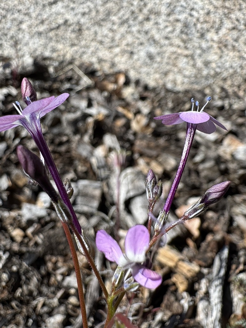 Gilia leptantha subsp. purpusii