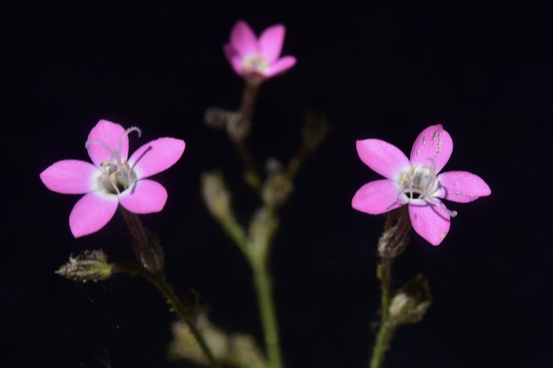Gilia leptantha subsp. purpusii photo 2