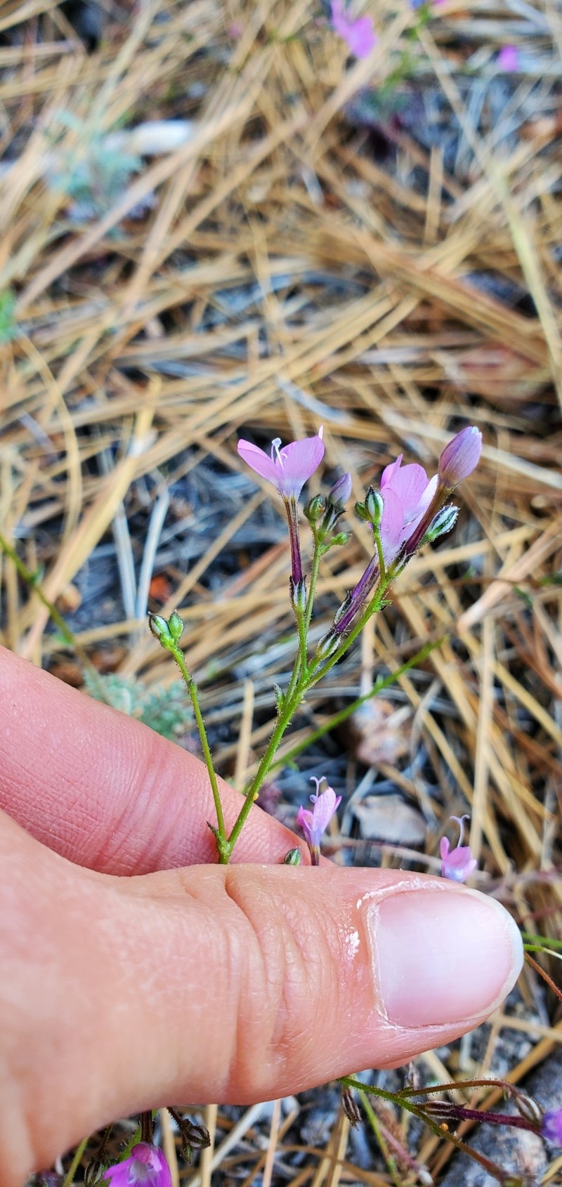 Gilia leptantha subsp. purpusii photo 3