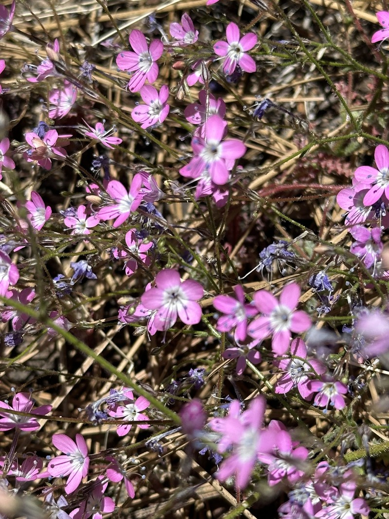 Gilia leptantha subsp. purpusii photo 4