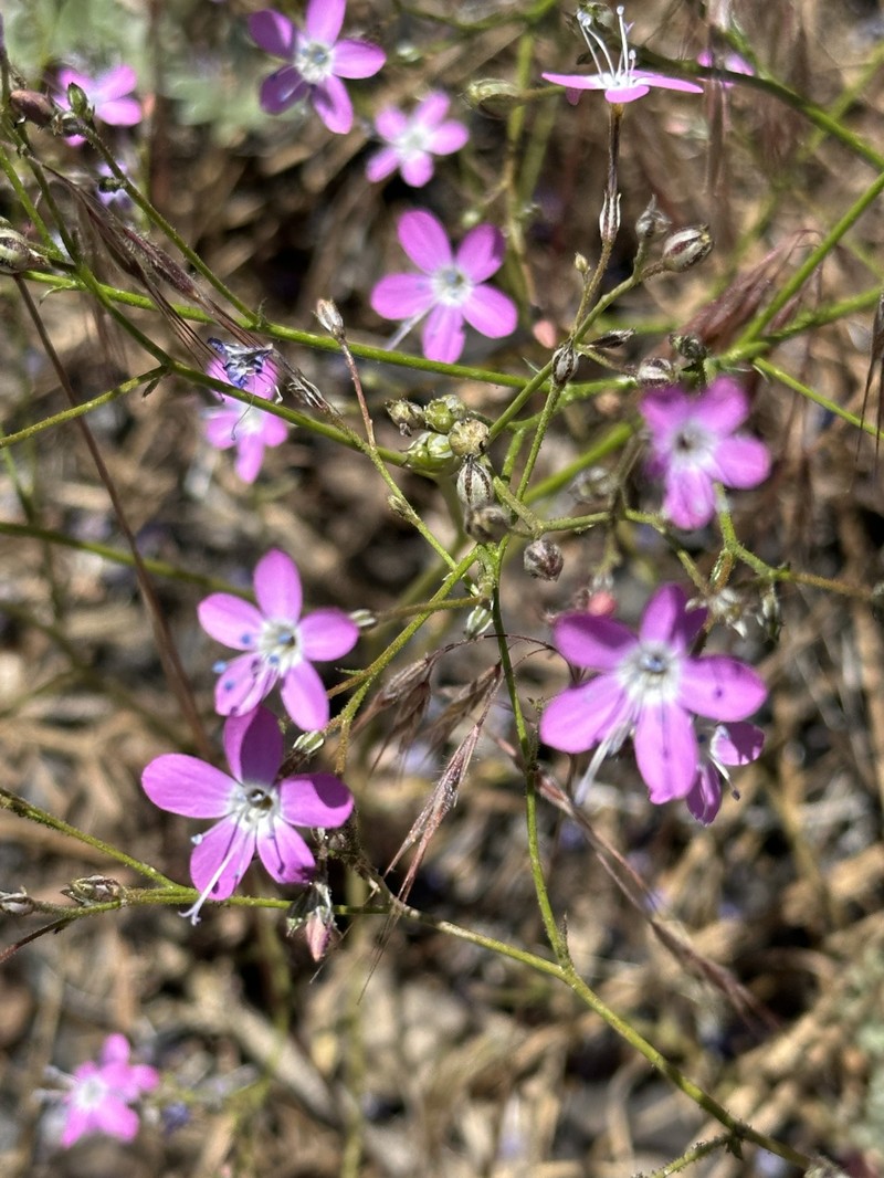 Gilia leptantha subsp. purpusii photo 5