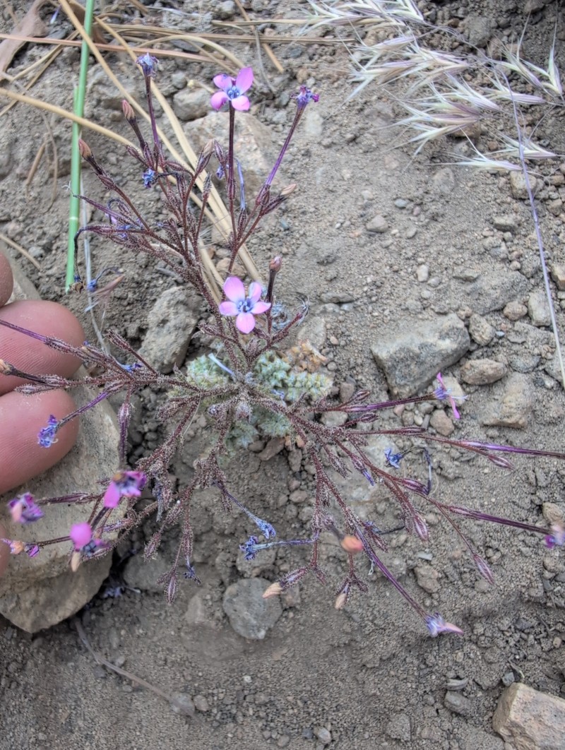 Gilia leptantha subsp. purpusii photo 6
