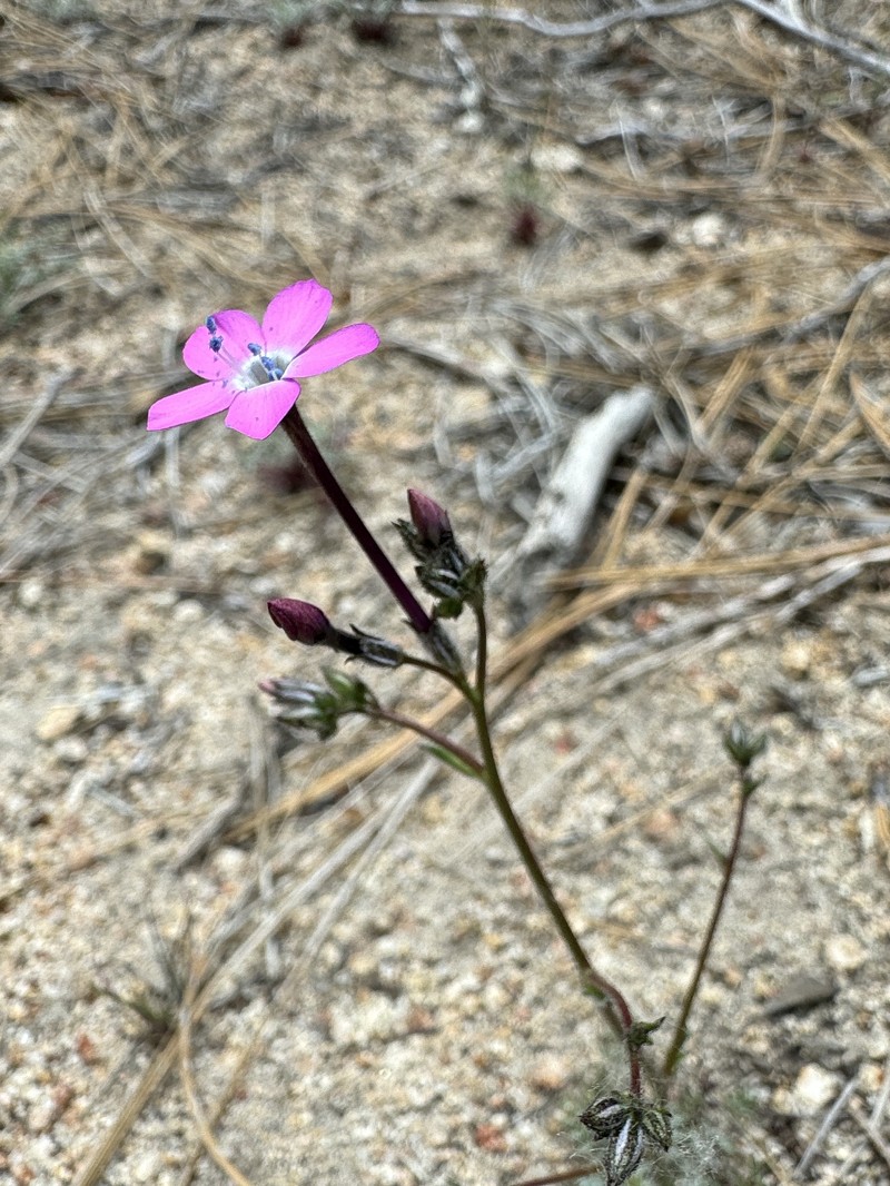 Gilia leptantha subsp. purpusii photo 7