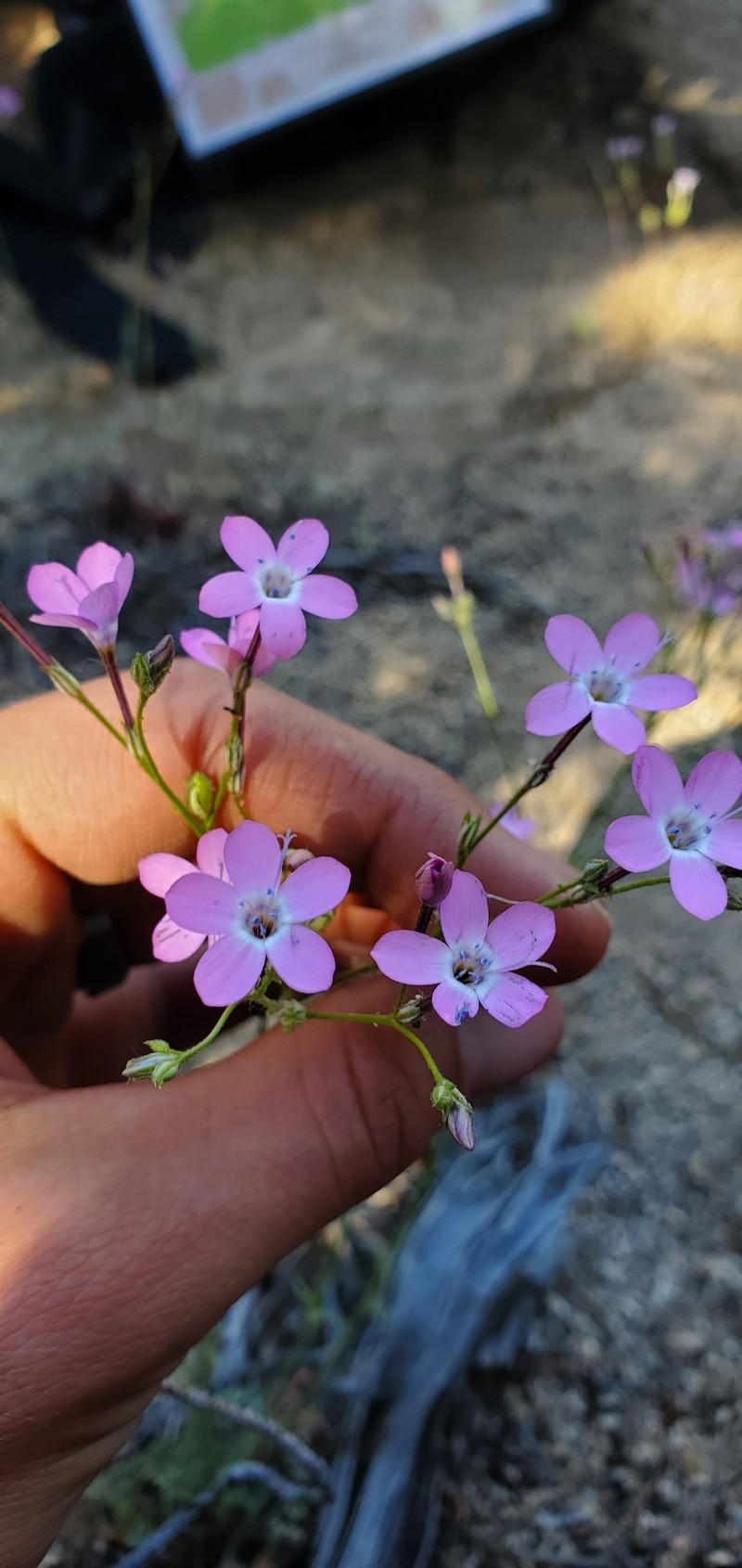 Gilia leptantha subsp. purpusii photo 8