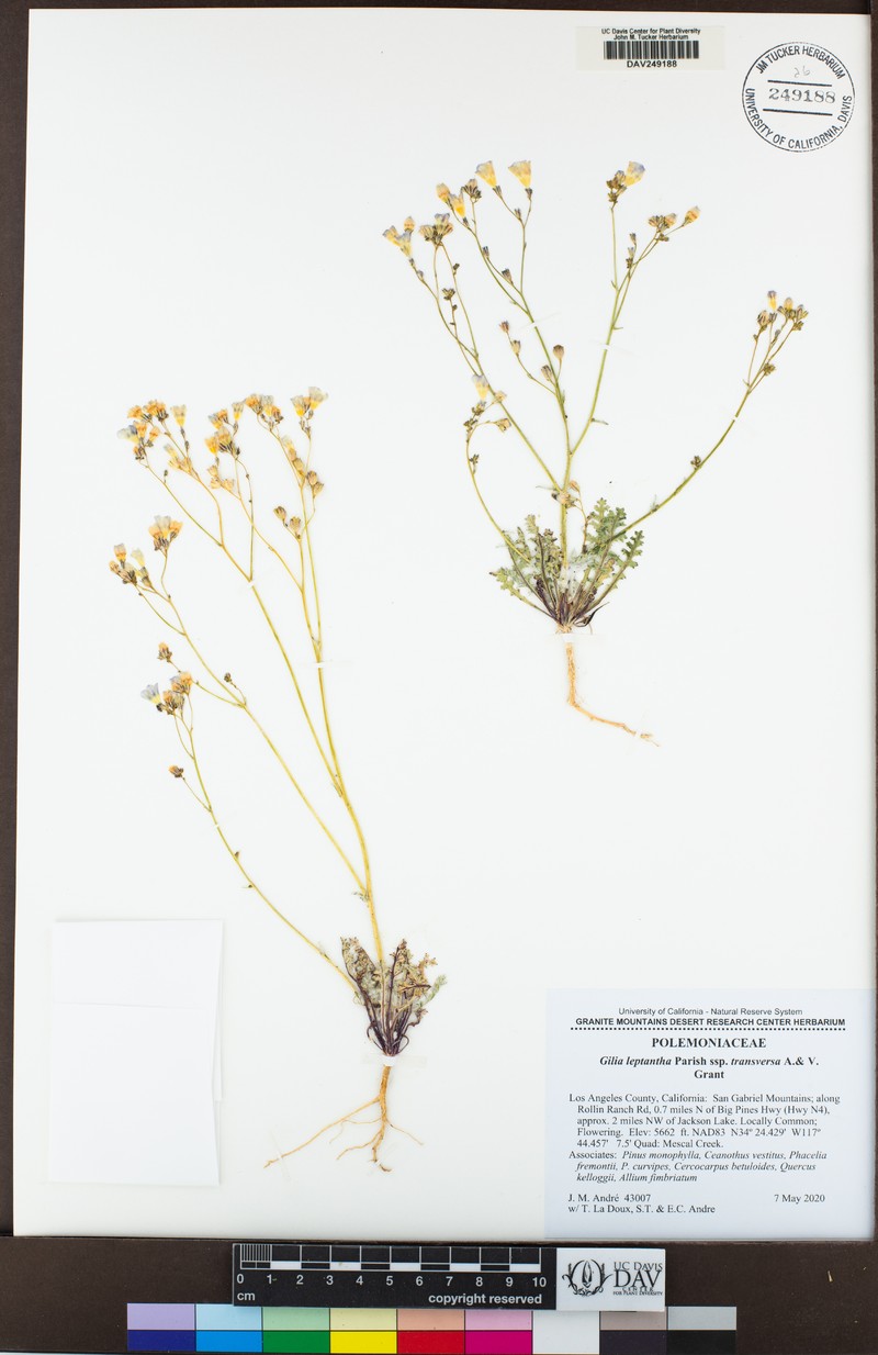 Gilia leptantha subsp. transversa