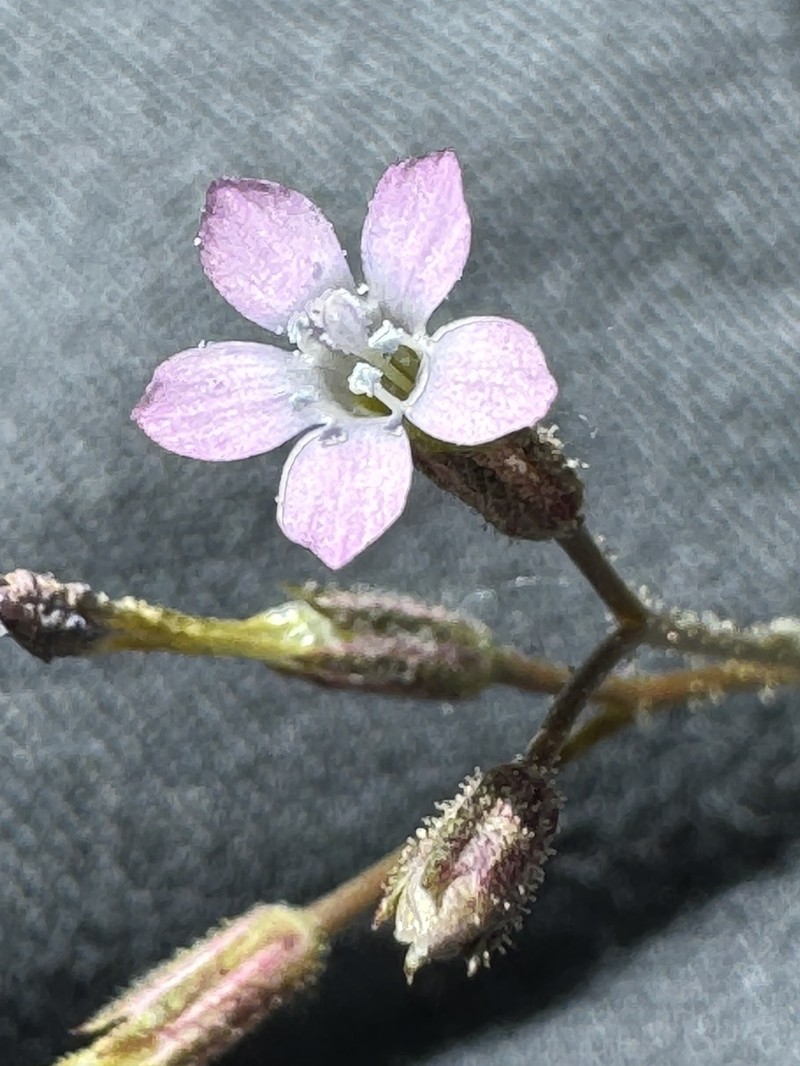 Gilia lyndana