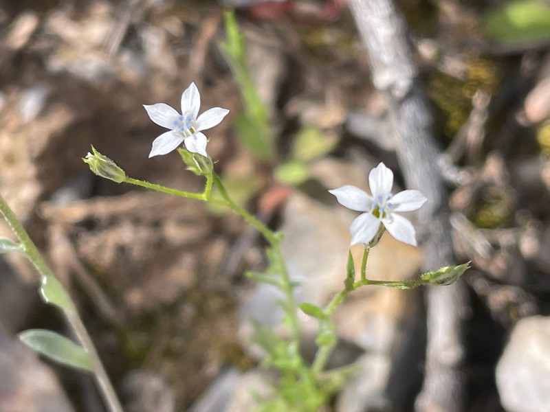 Gilia lyndana photo 2