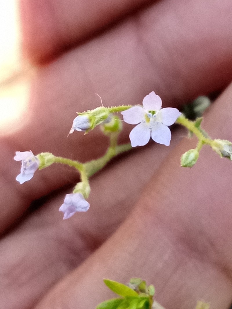 Gilia lyndana photo 3