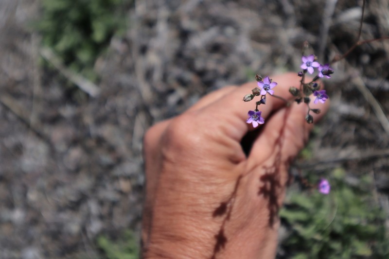 Gilia lyndana photo 4
