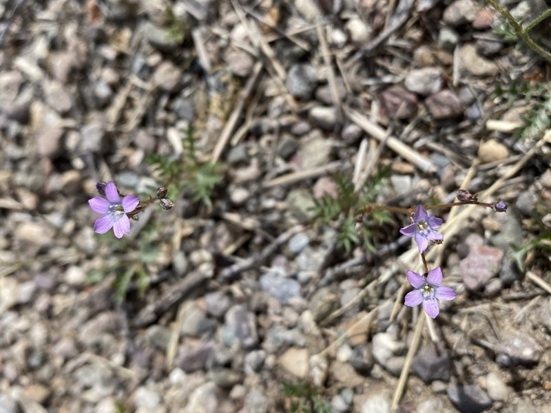 Gilia lyndana photo 5