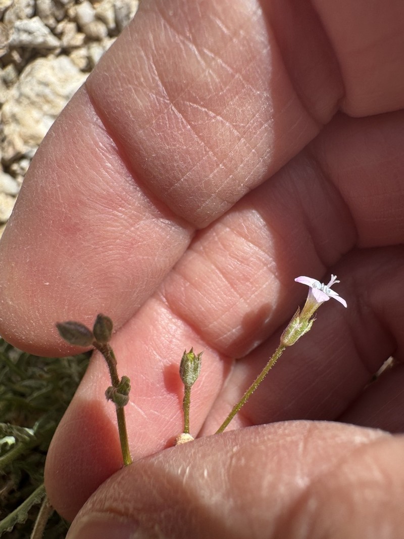 Gilia lyndana photo 6