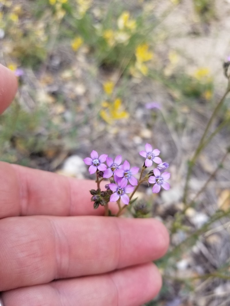 Gilia lyndana photo 7