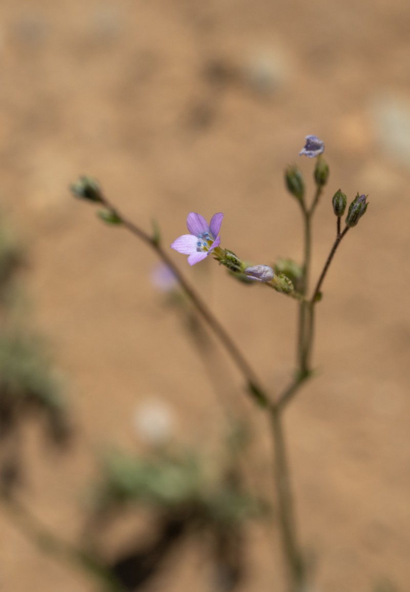 Gilia lyndana photo 8