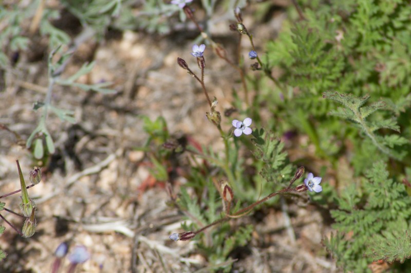 Scrub Gilia