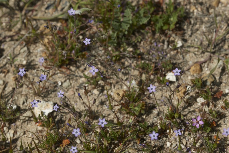 Scrub Gilia photo 2