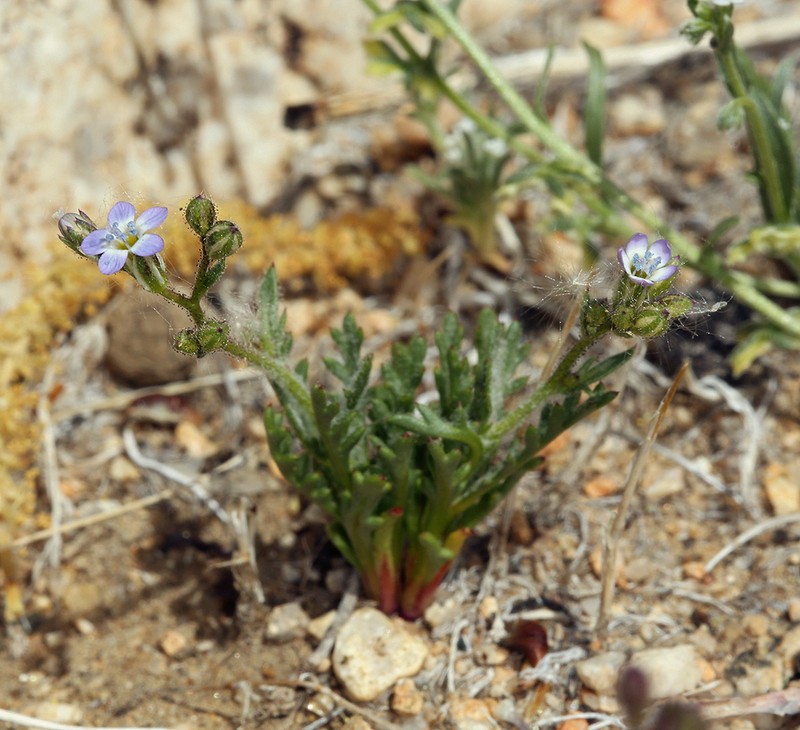 Scrub Gilia photo 3