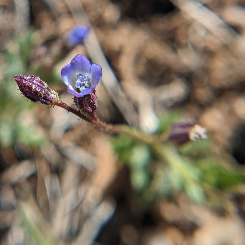 Scrub Gilia photo 4
