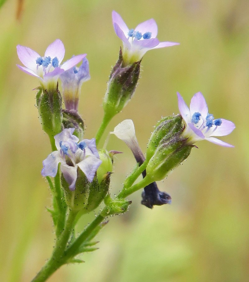 Scrub Gilia photo 5